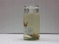 藏品(雙帶赤尾冬)的圖片